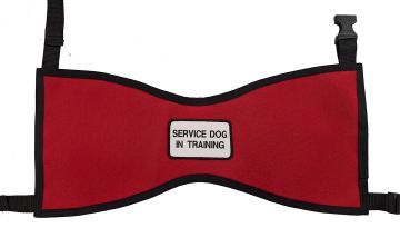 SERVICE DOG IN TRAINING VEST